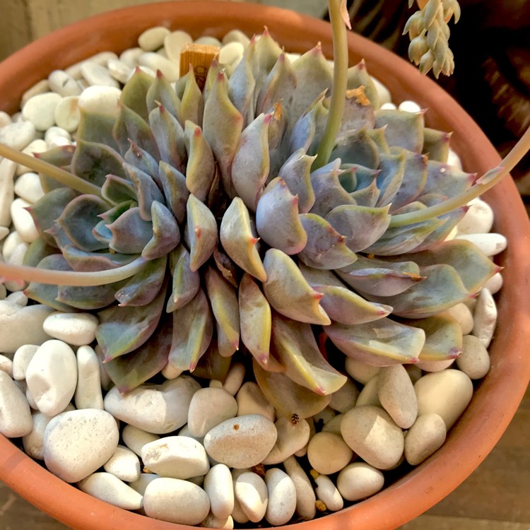 plant image 888182 plant image 888182