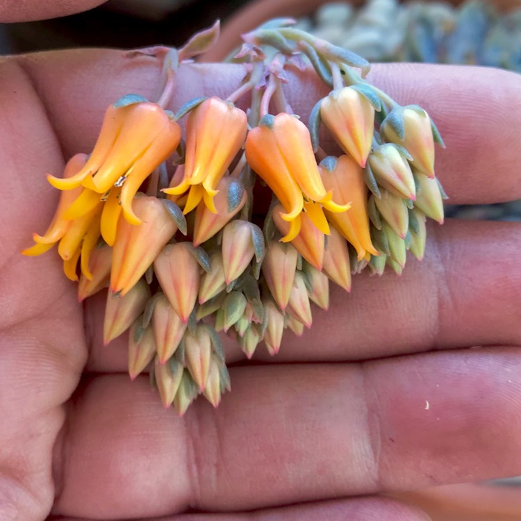 plant image 888185 plant image 888185