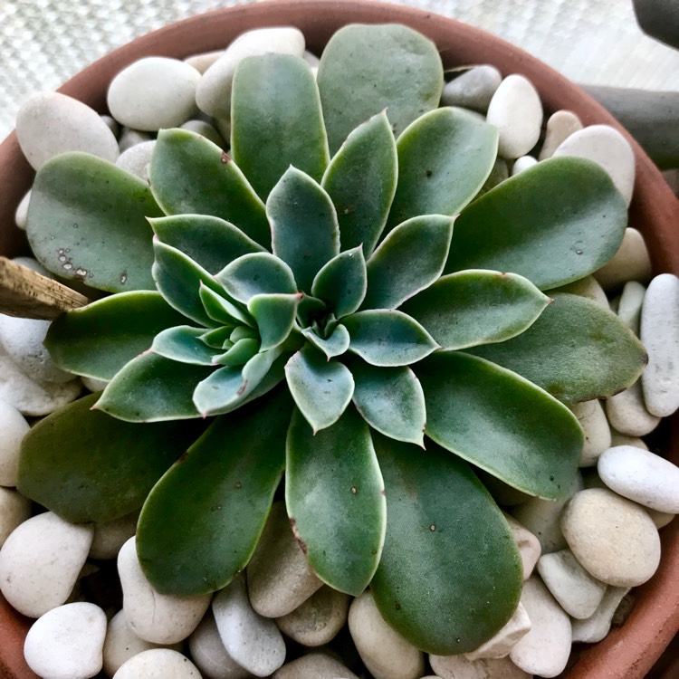 plant image 888443 plant image 888443