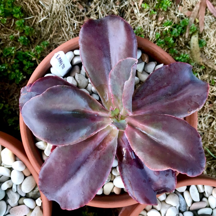 plant image 888479