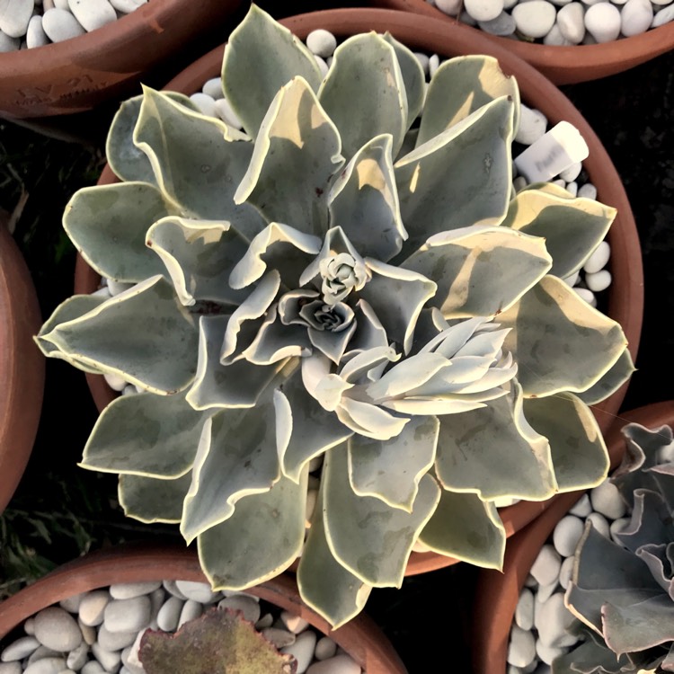 plant image 888994 plant image 888994