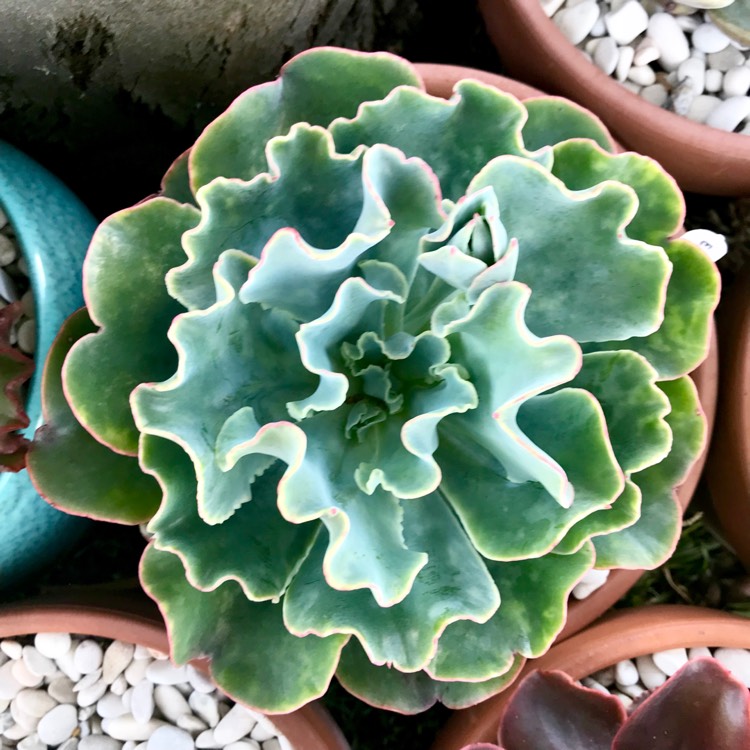 plant image 889025 plant image 889025