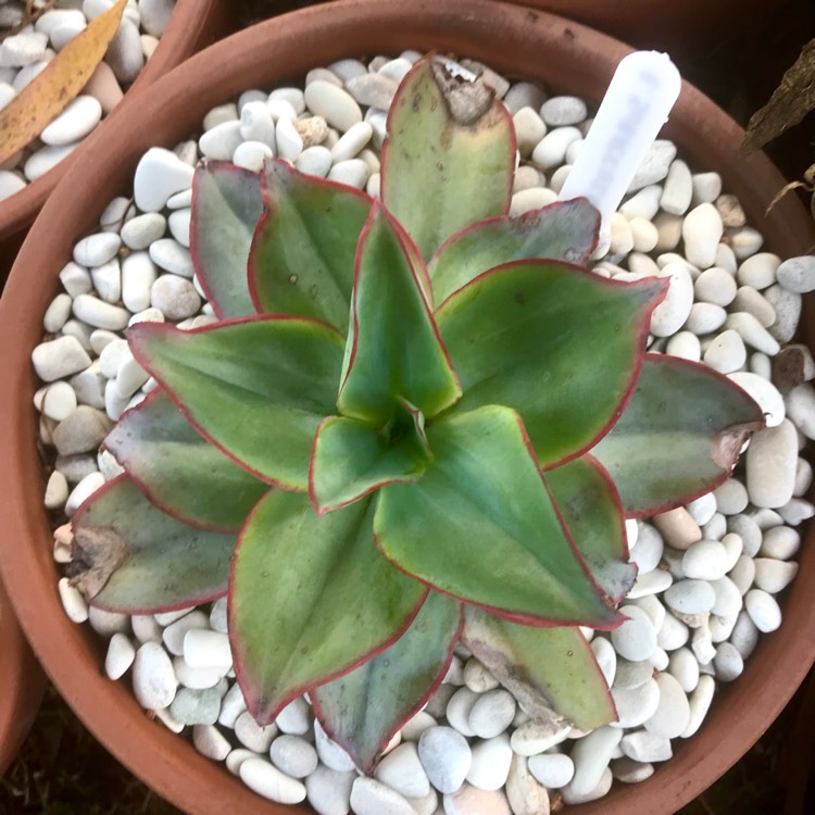 plant image 889775 plant image 889775