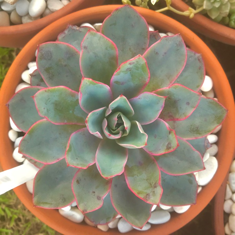 plant image 889781