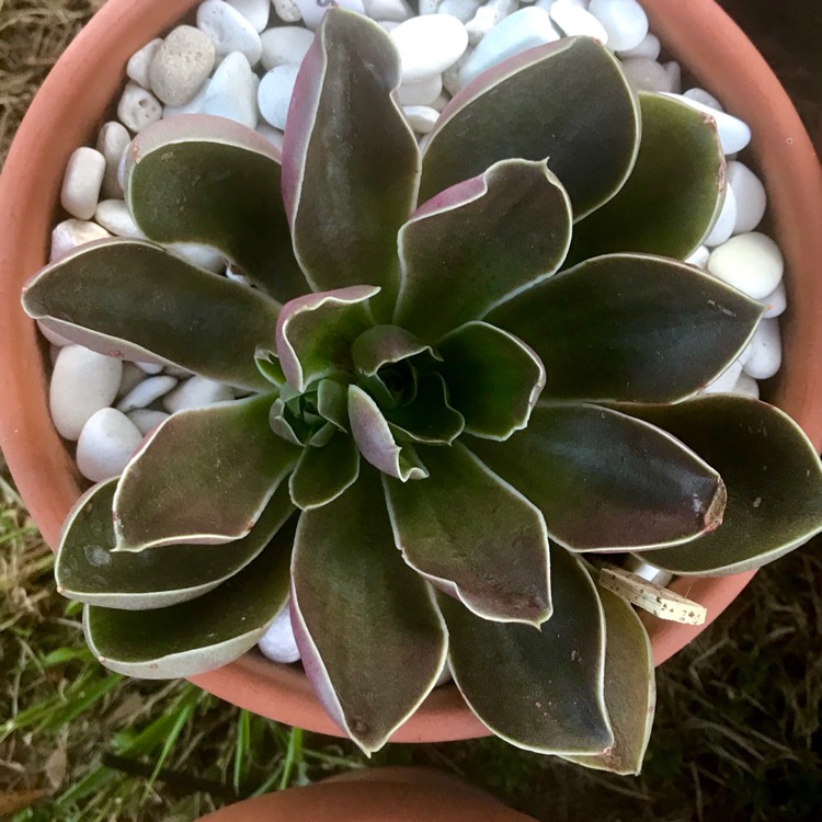 plant image 889797 plant image 889797