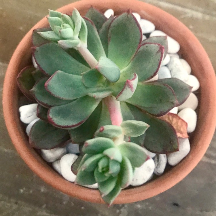 plant image 889810 plant image 889810
