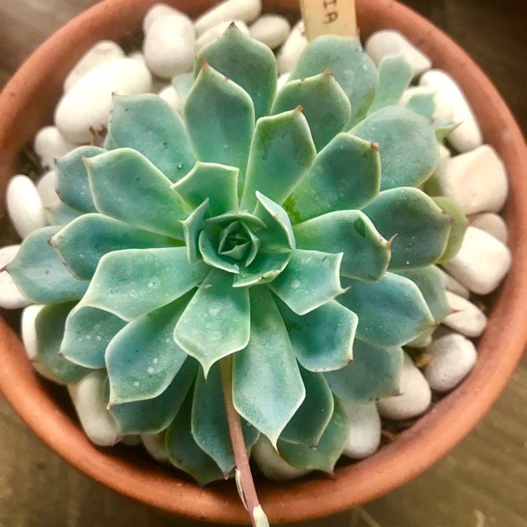 plant image 889821