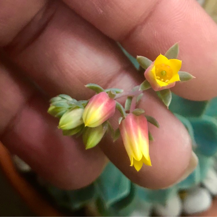 plant image 889824