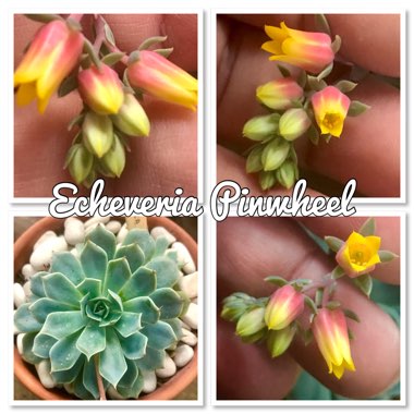 Echeveria Pinwheel