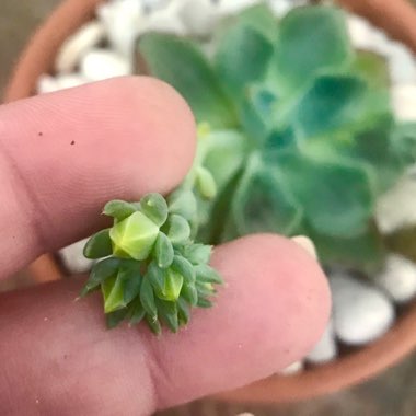 Echeveria Setosa var. Oteroi