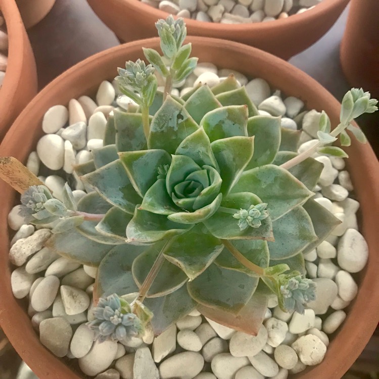 plant image 889830