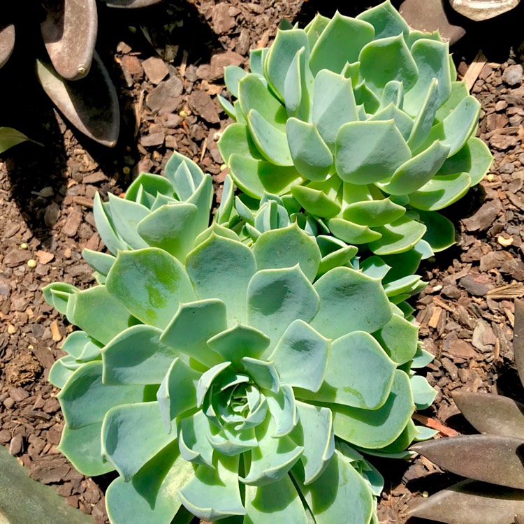 plant image 889986 plant image 889986