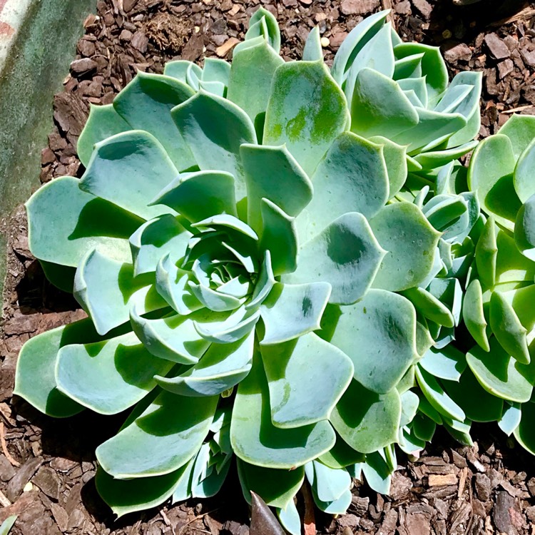 plant image 889987 plant image 889987