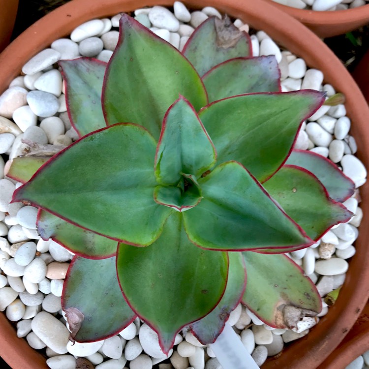 Plant image Echeveria Subrigida