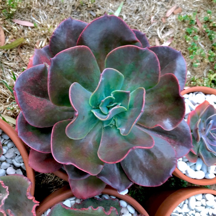 Plant image Echeveria Blue Metal