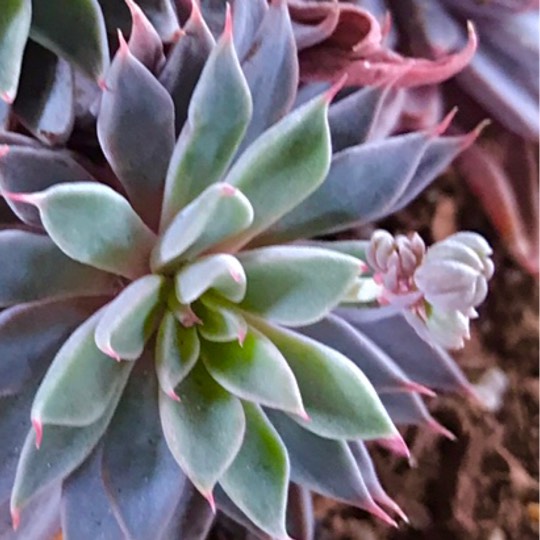plant image 893568 plant image 893568
