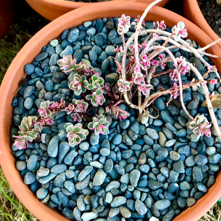plant image 893608 plant image 893608