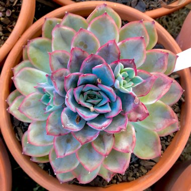 Echeveria Hercules