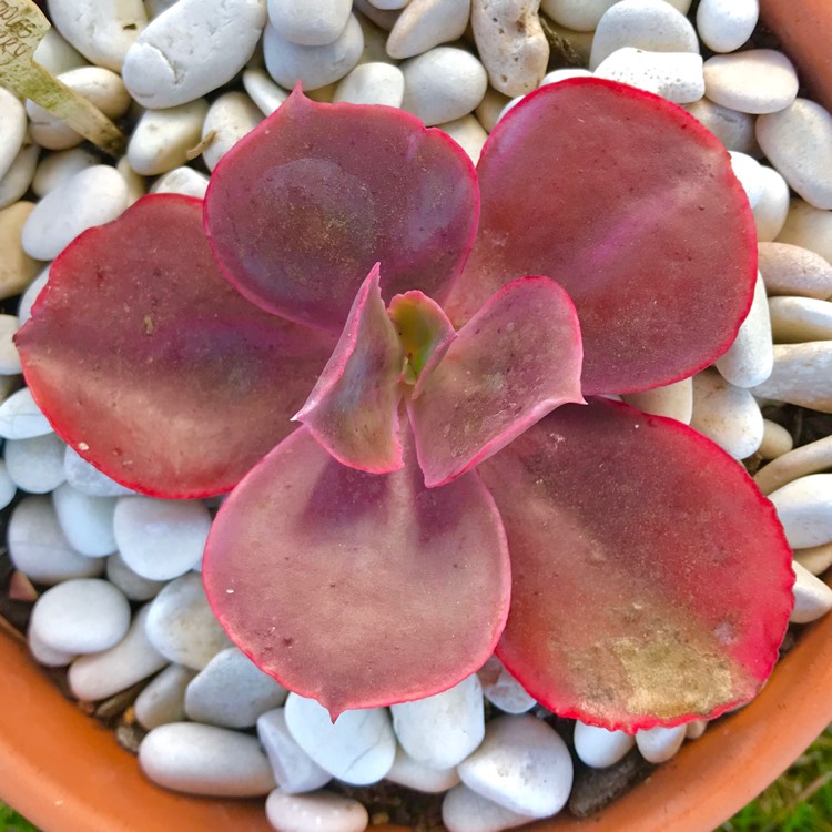 plant image 893613 plant image 893613