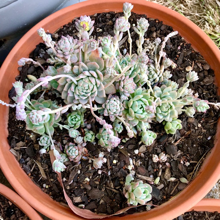 plant image 893635 plant image 893635