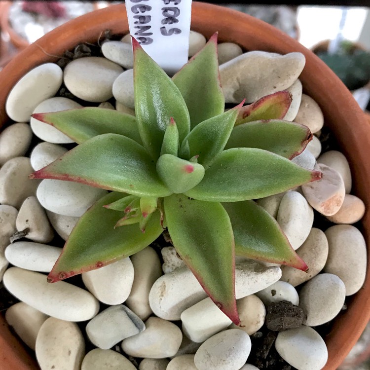 plant image 894178