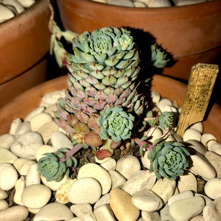 plant image 894489 plant image 894489
