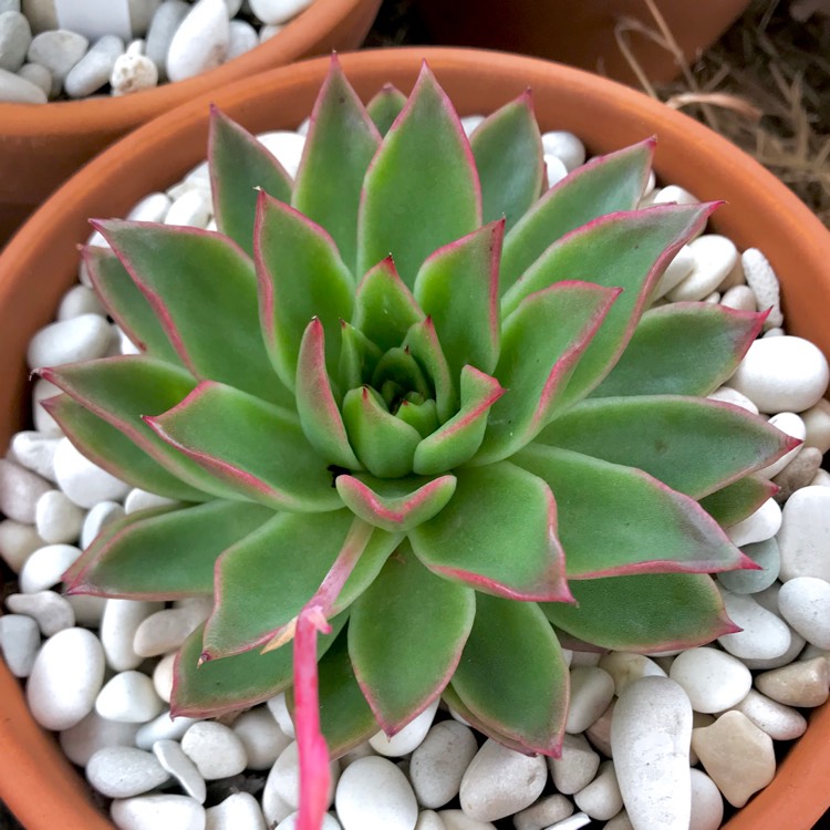plant image 894509 plant image 894509