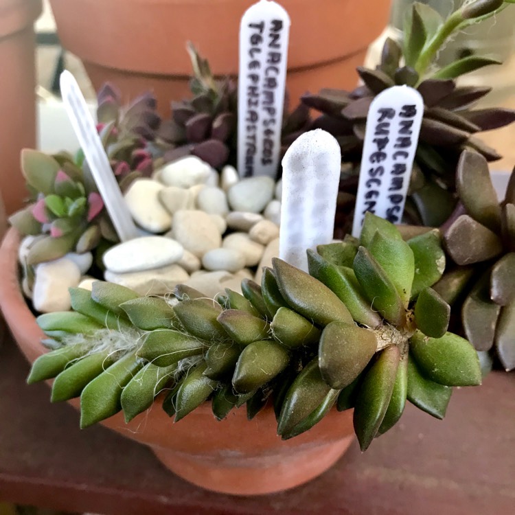 Plant image Anacampseros mariothii