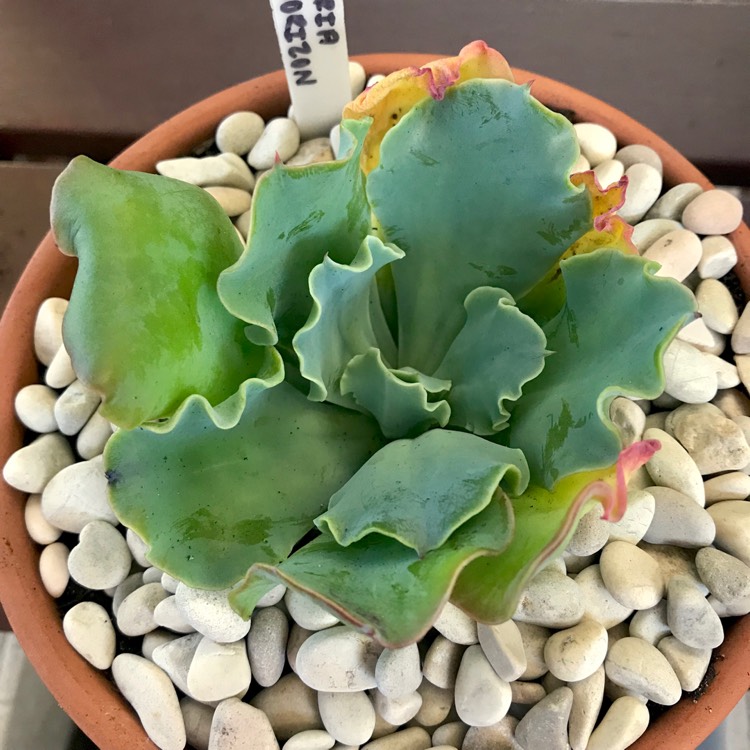 Plant image Echeveria Blue Horizon
