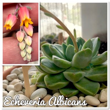 Echeveria Albicans