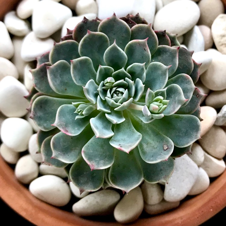plant image 894993 plant image 894993