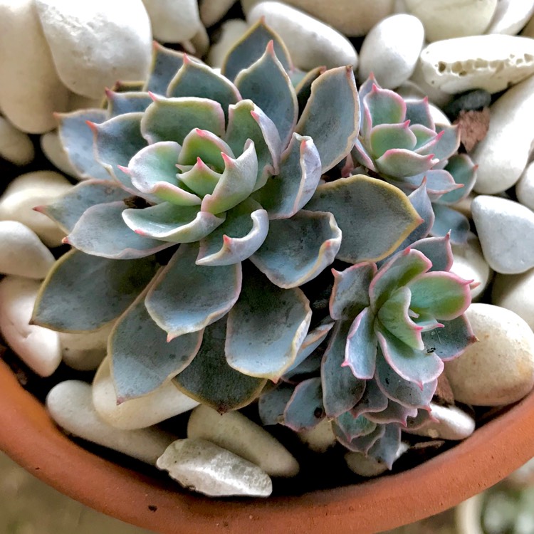 plant image 894994