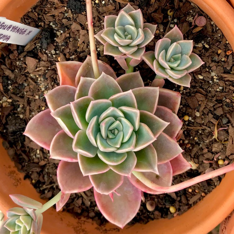 plant image 895027 plant image 895027