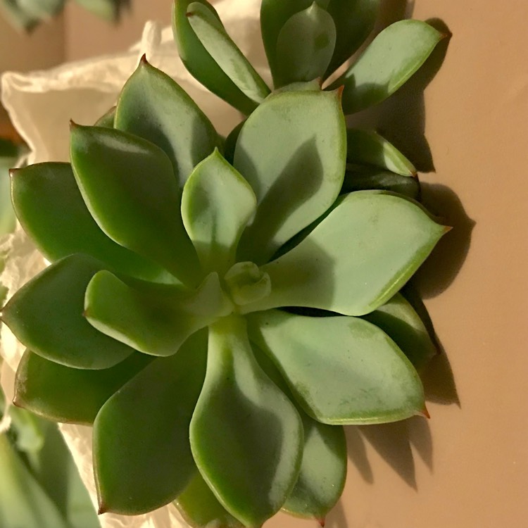 Plant image xGraptoveria Decairn