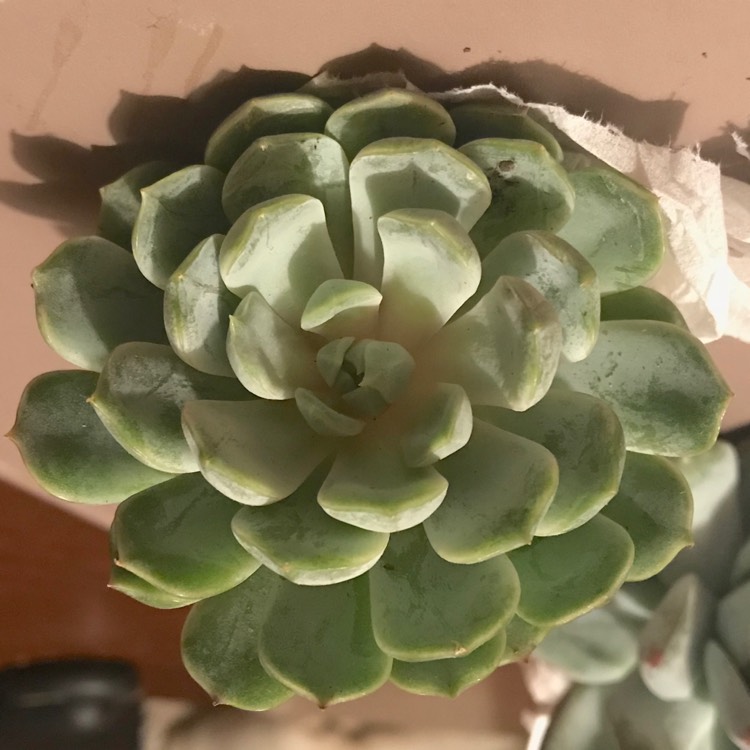 Plant image Echeveria Louise