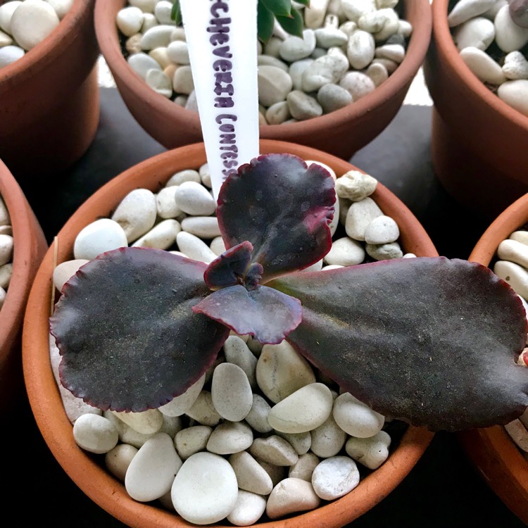 Plant image Echeveria Contessa