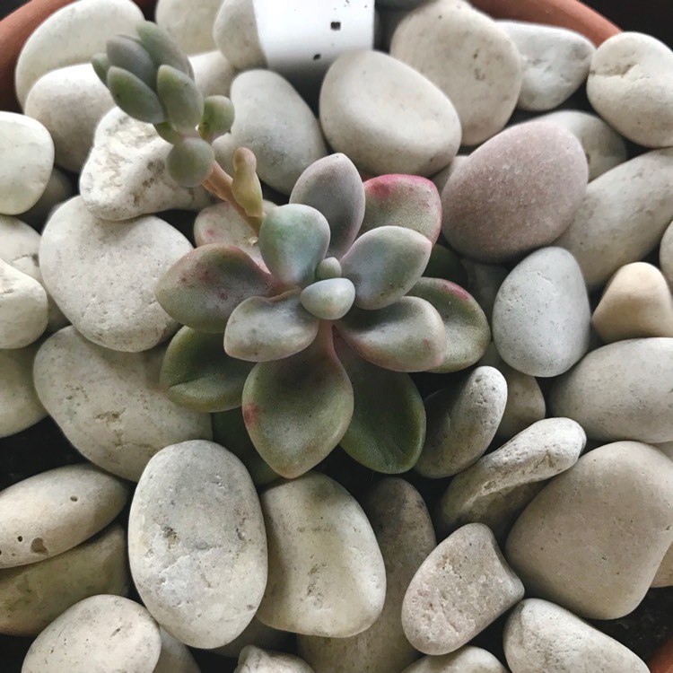 plant image 896809 plant image 896809