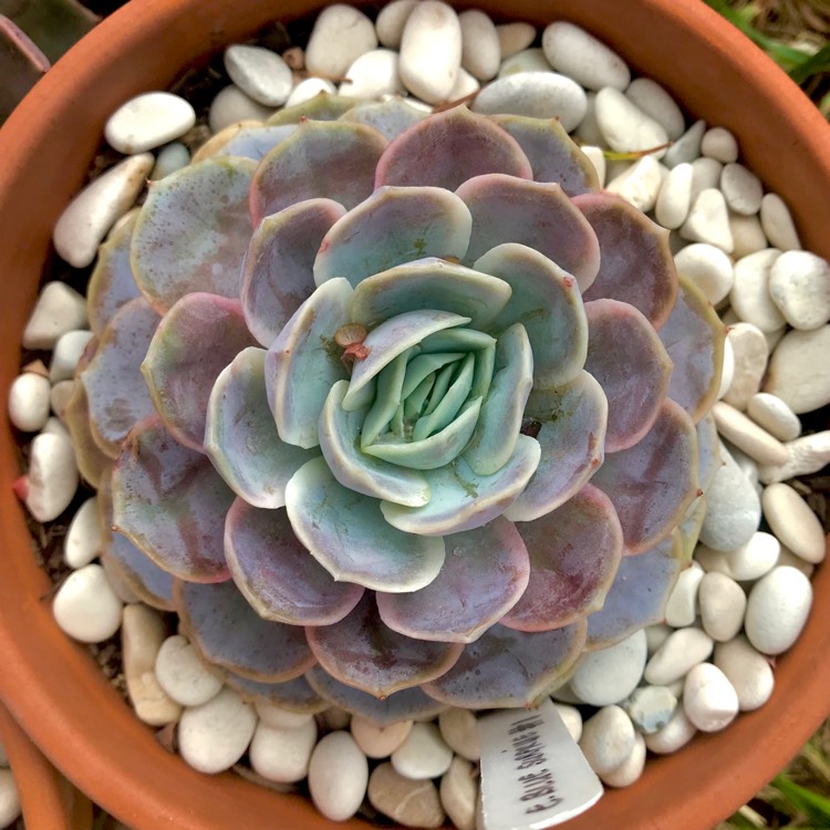plant image 897195 plant image 897195