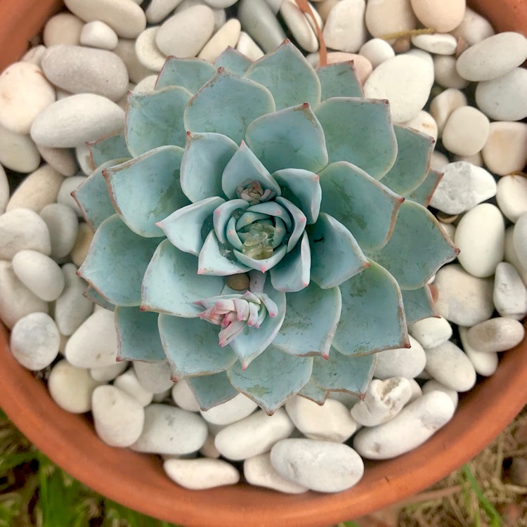 plant image 897200 plant image 897200