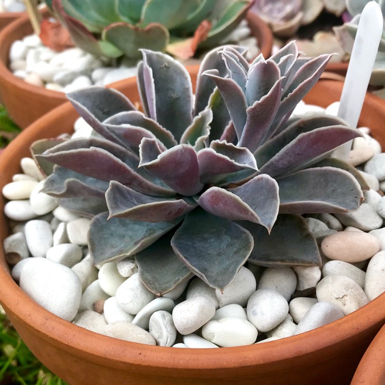 plant image 897211 plant image 897211