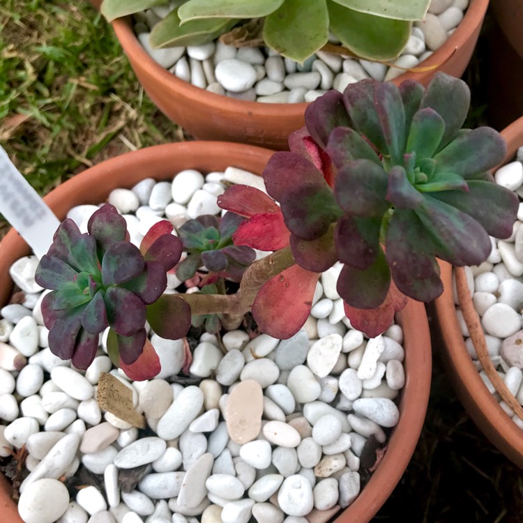 plant image 897215 plant image 897215
