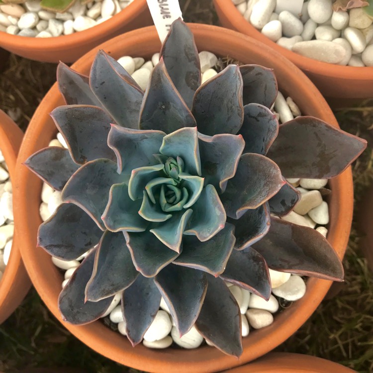 plant image 897216 plant image 897216