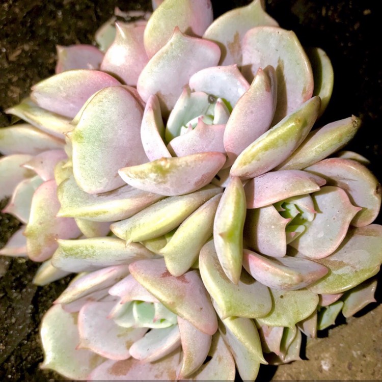 plant image 897222