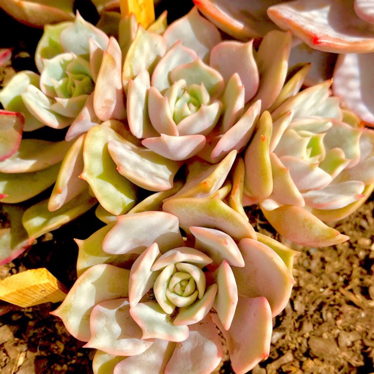 plant image 897223