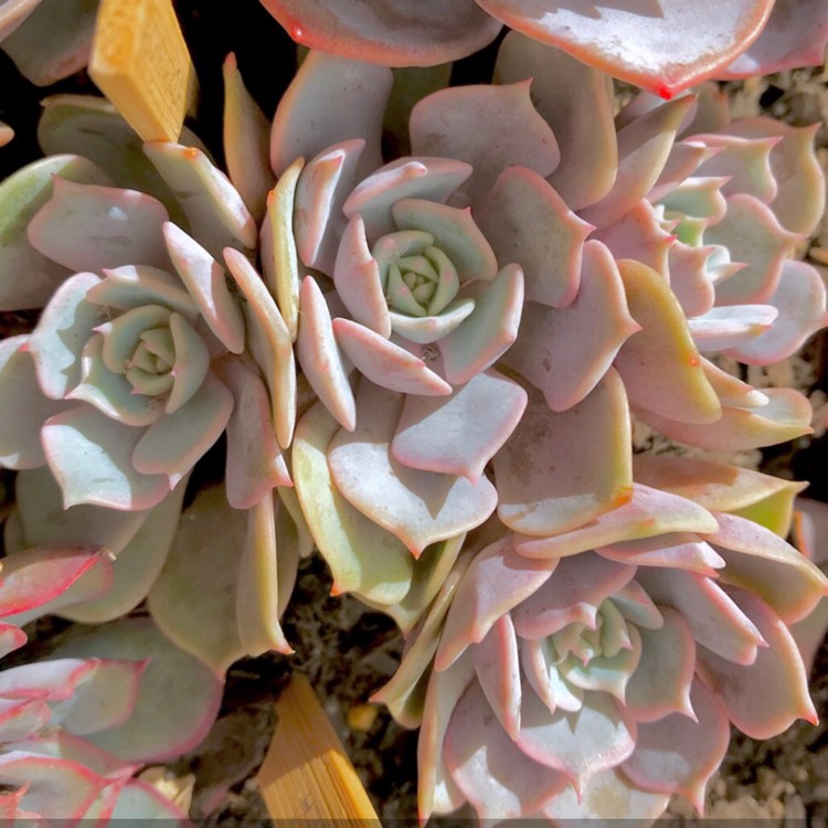 plant image 897226