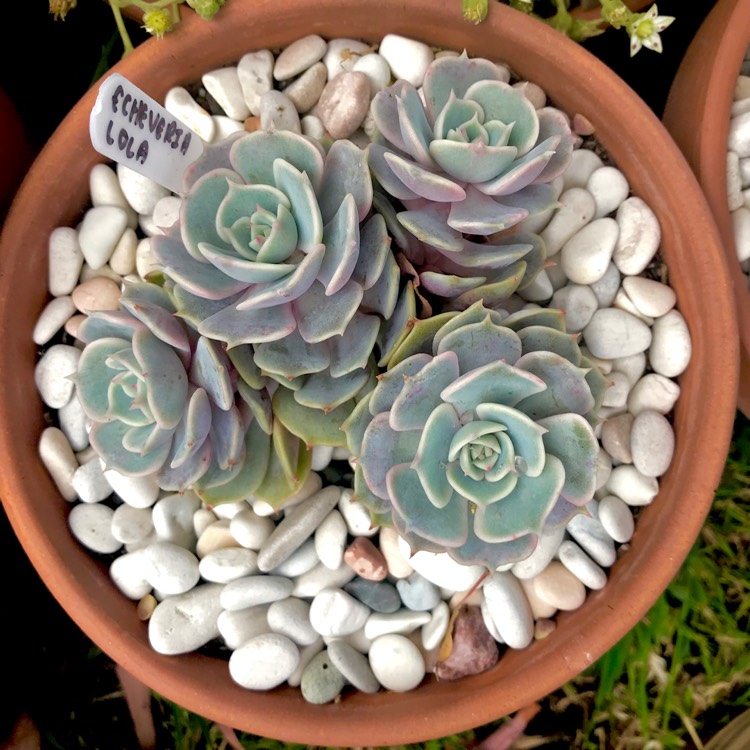plant image 897231