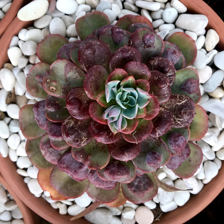 plant image 897316 plant image 897316