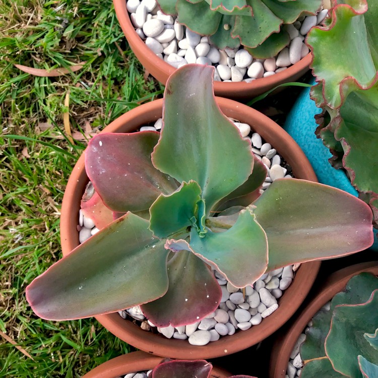 plant image 897320 plant image 897320