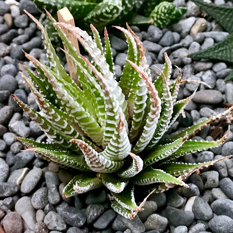 Plant image Haworthiopsis Attenuata var. Verdi