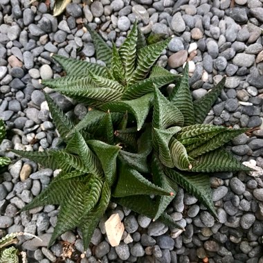 Haworthiopsis limifolia syn. Haworthia limifolia